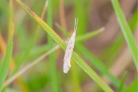 Plutella xylostella