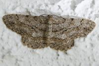 Peribatodes ilicaria