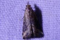 Schrankia costaestrigalis