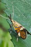 Alabonia geoffrella