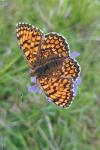 Melitaea phoebe