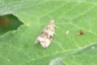 Epinotia
