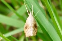 Evergestis forficalis