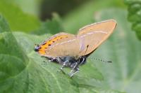 Satyrium pruni