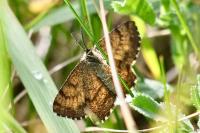 Ematurga atomaria