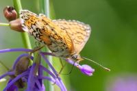 Melitaea cinxia