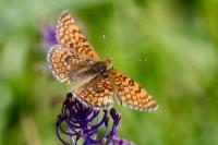 Melitaea cinxia