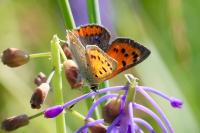 Lycaena phlaeas