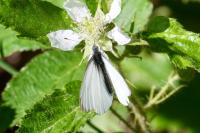 Pieris napi