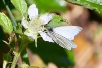 Pieris napi