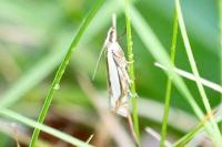 Crambus pascuella