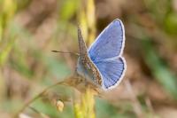 Polyommatus icarus
