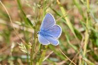 Polyommatus icarus