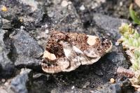 Tyta luctuosa