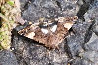 Tyta luctuosa