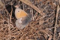 Coenonympha pamphilus