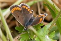Aricia agestis