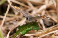 Aricia agestis