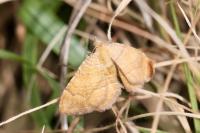 Camptogramma bilineata