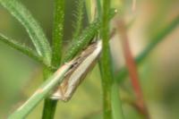 Crambus pascuella
