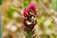 Heliothis viriplaca