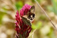 Heliothis viriplaca