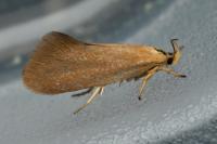 Crassa tinctella
