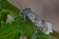 Aethes williana
