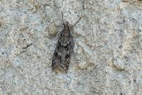 Eudonia angustea