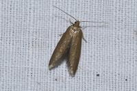 Coleophora lutarea