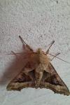 Phlogophora meticulosa