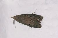 Aphomia sociella