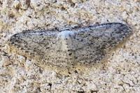 Idaea seriata