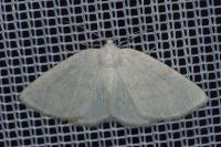 Cabera exanthemata