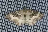 Epirrhoe alternata