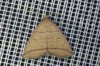 Herminia grisealis