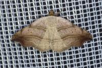 Laspeyria flexula