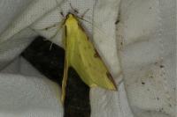 Opisthograptis luteolata