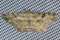 Peribatodes rhomboidaria