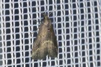 Schrankia costaestrigalis