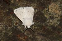 Spilosoma lubricipeda