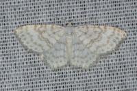 Asthena albulata