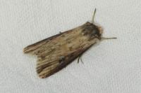 Axylia putris