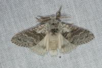 Calliteara pudibunda