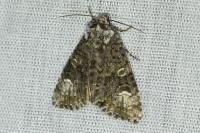 Craniophora ligustri