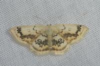 Cyclophora annularia