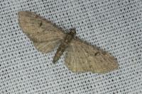 Eupithecia virgaureata