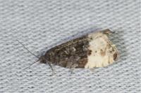 Hedya pruniana