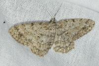 Hypomecis punctinalis