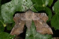 Laothoe populi